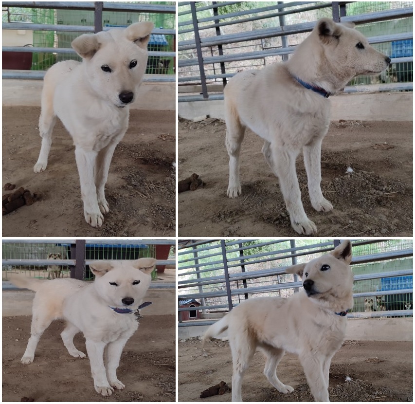 무안군유기동물보호소_446495202400043
